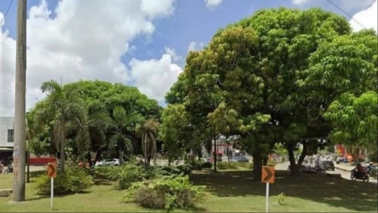 En la ciudad de Montería, la Alcaldía mandó a cortar varios árboles frutales.