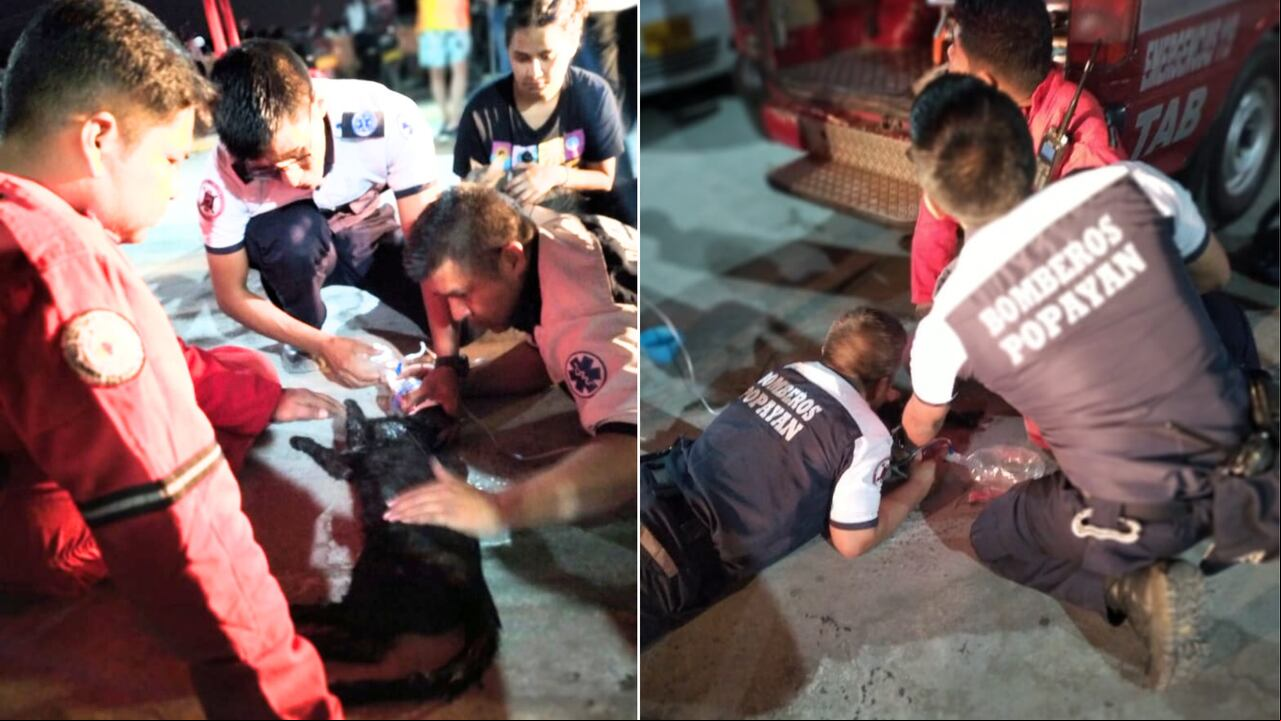 Bomberos y paramédicos auxilian uno de los dos gatos rescatados de un incendio estructural que se registró al norte de Popayán, Cauca.