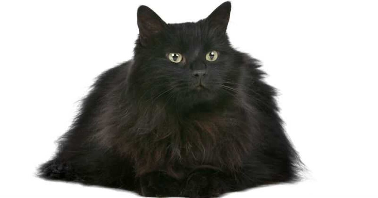 Gato negro