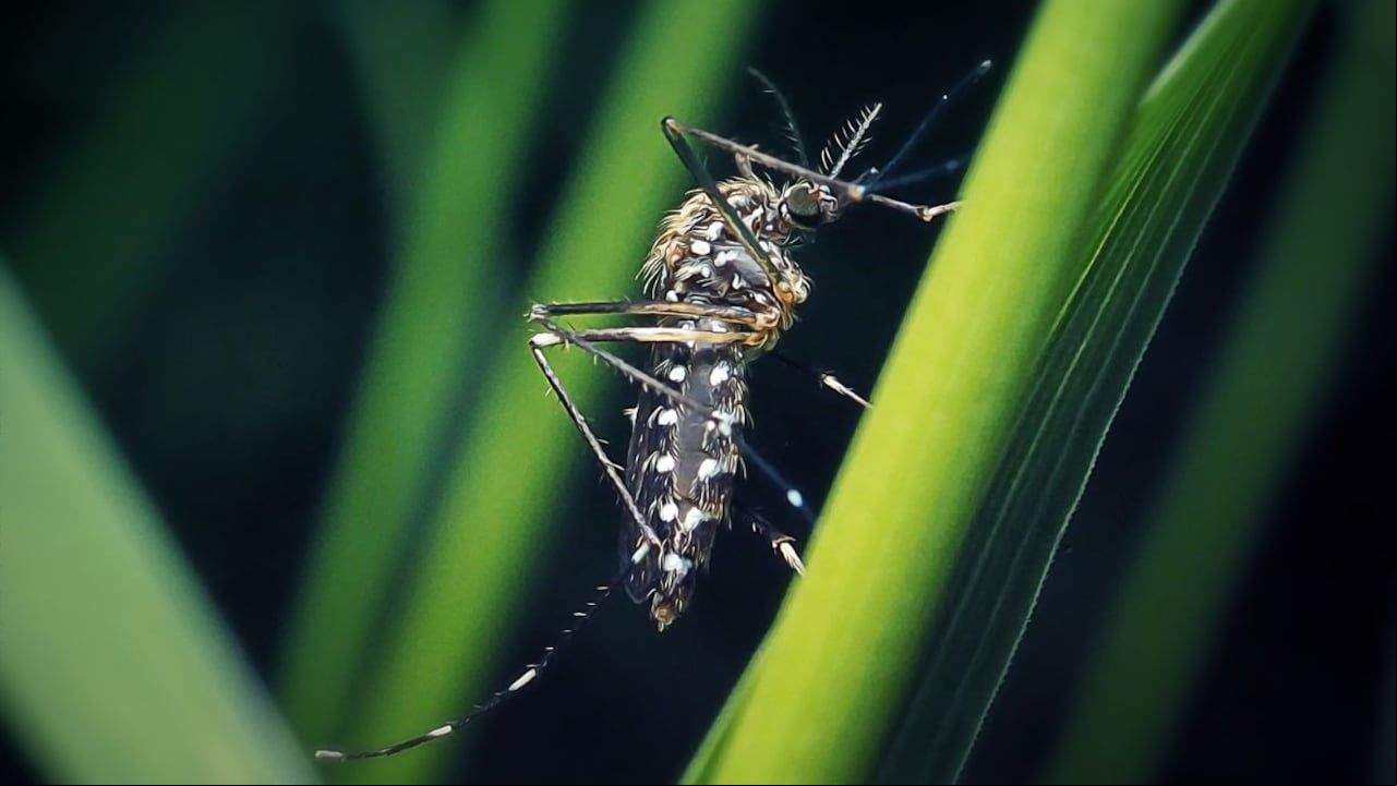Plantas que ayudan a ahuyentar mosquitos.