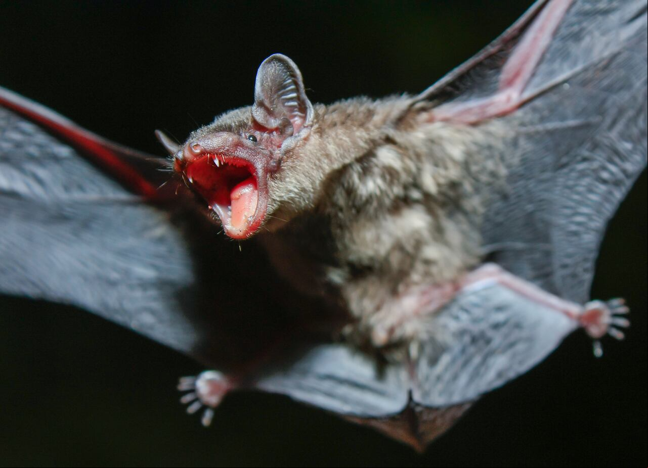 Gran Murciélago Bambú (Tylonycteris robustula), que vive en cuevas. Estos murciélagos llevan consigo muchas enfermedades