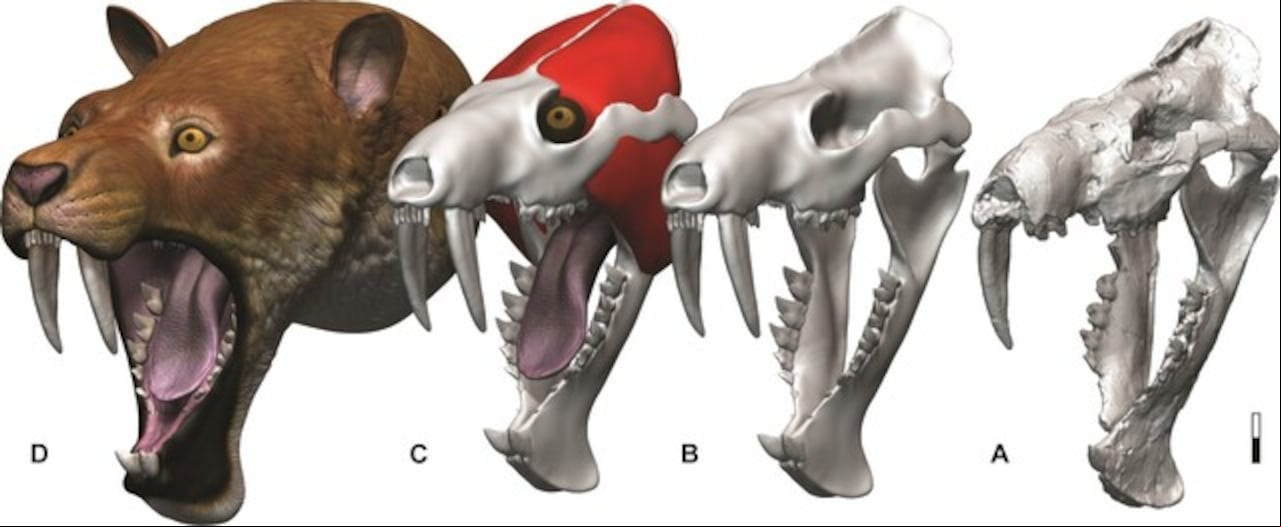 marsupial dientes