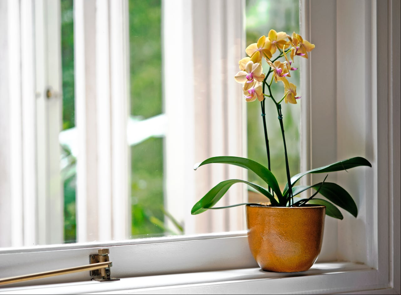 Orquídeas