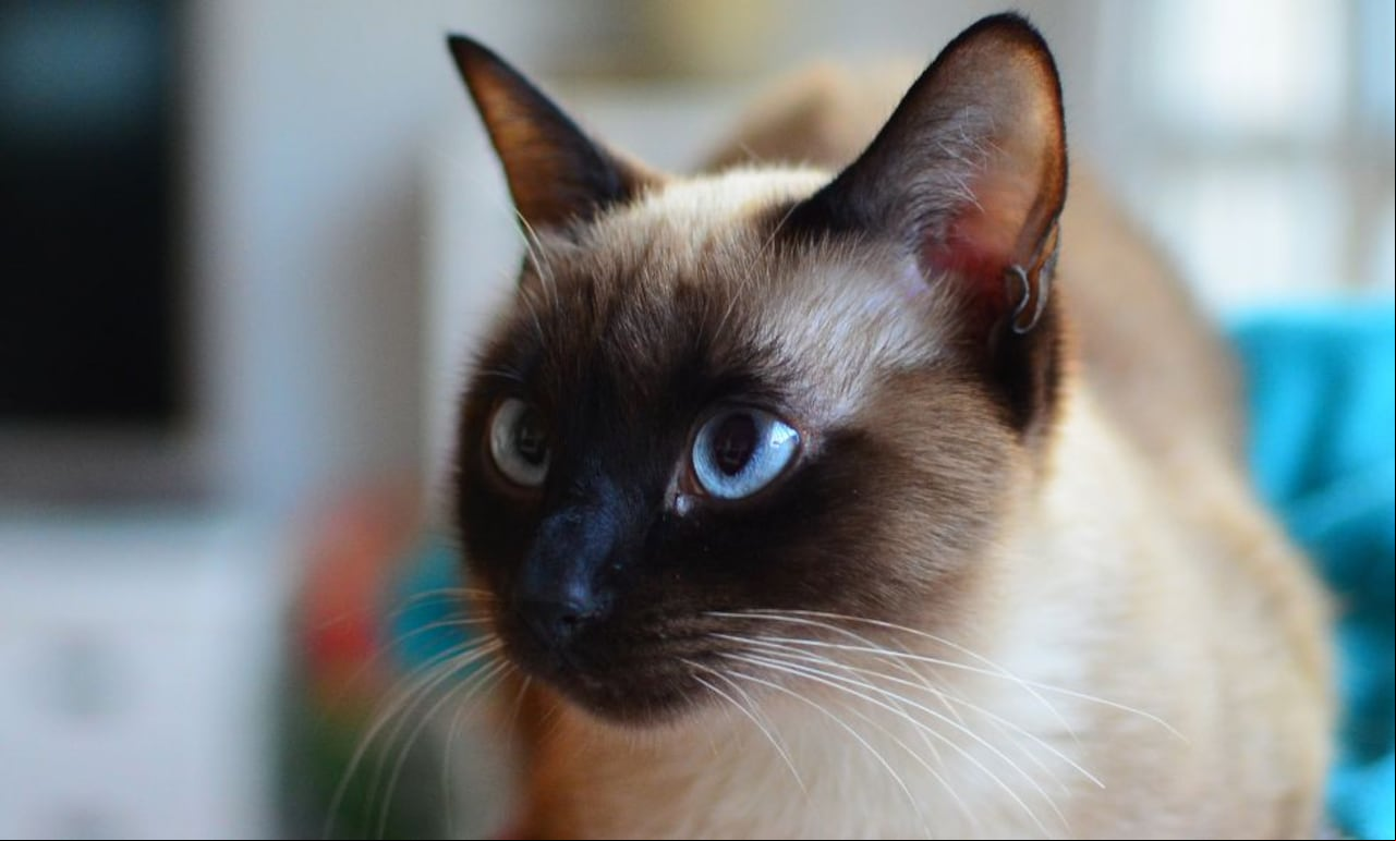 Gato Siamés