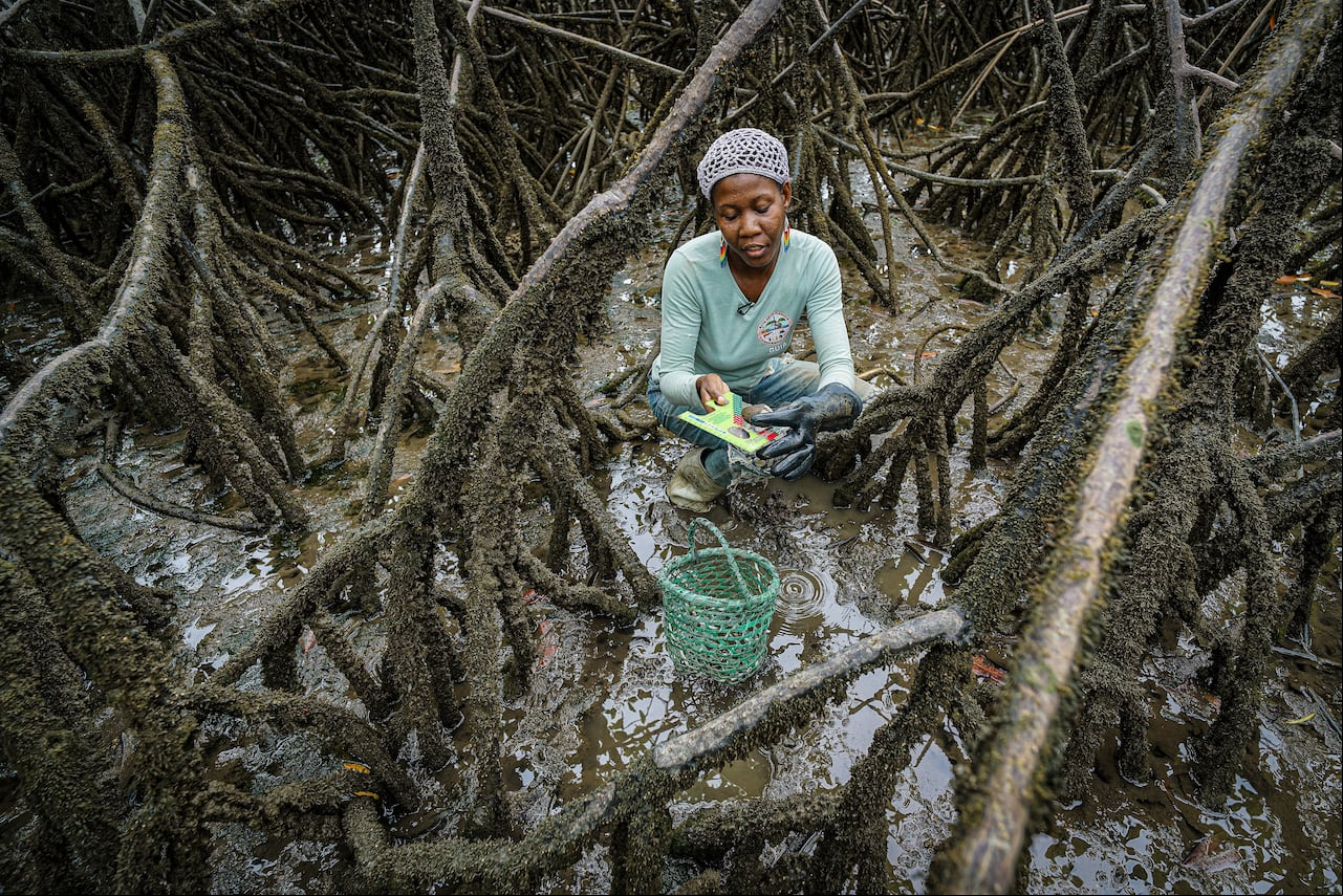 El 21 de mayo se celebra el Día de la Afrocolombianidad en Colombia. Esta fecha conmemora la abolición de la esclavitud en el país y rinde homenaje a la cultura, historia y aportes de la población afrocolombiana, Foto archivo Jorge Orozco / El País.