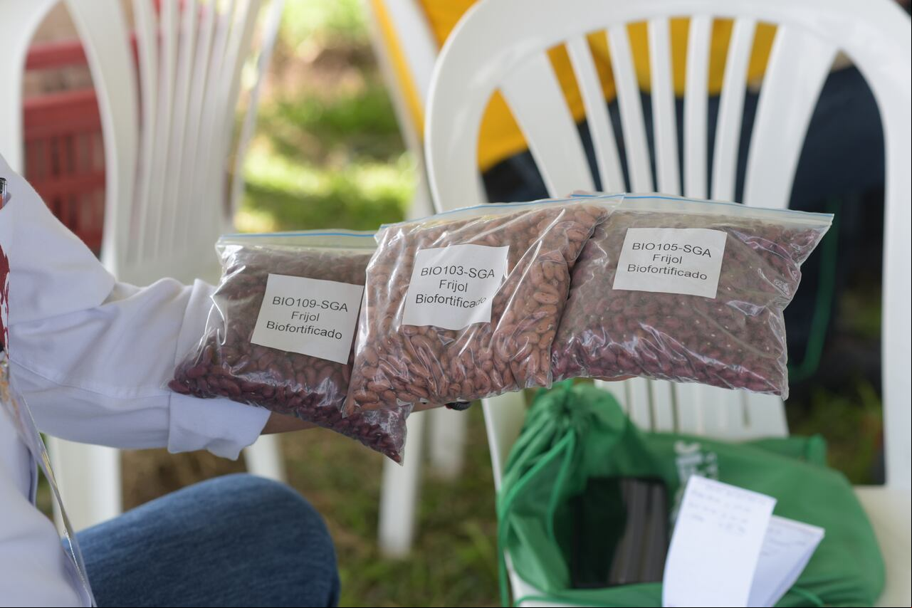 Tres nuevas variedades de frijol llegan para impulsar la seguridad alimentaria de las familias caficultoras en Colombia.