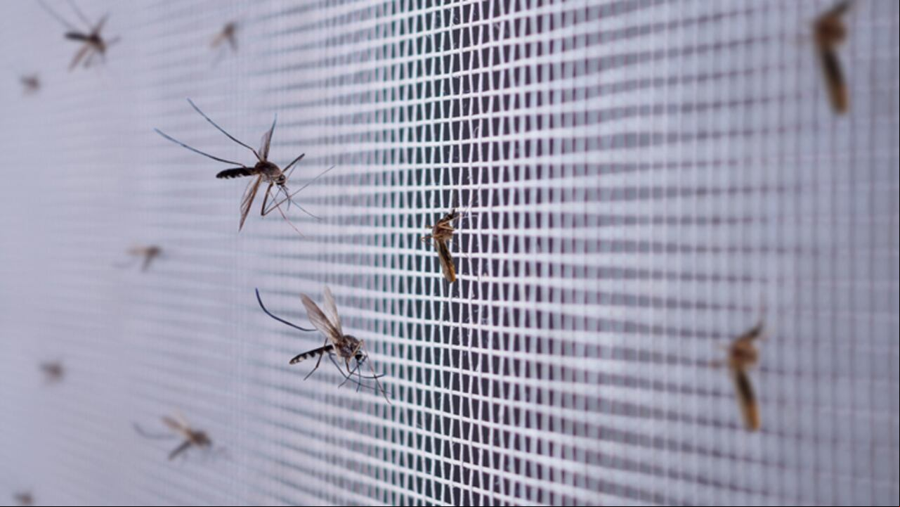 malaria