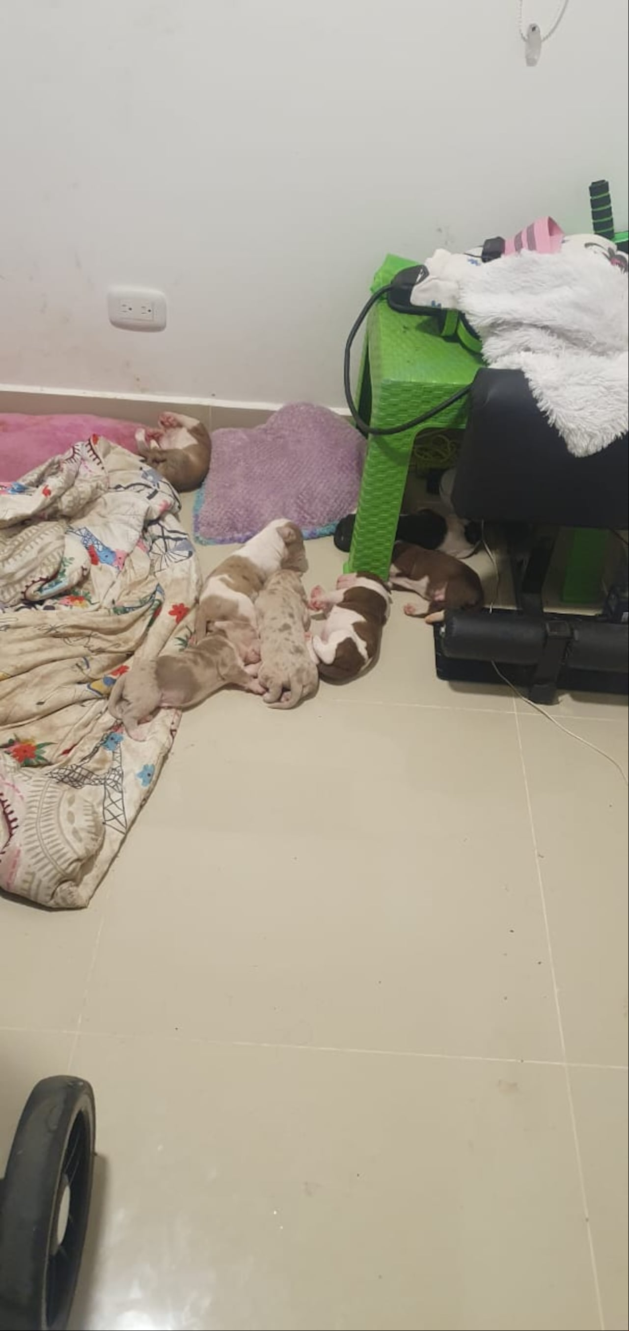 Mujer maltrataba a su mascota.