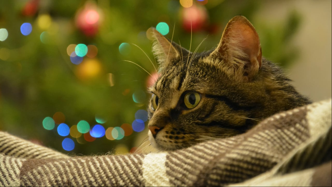 Para los gatos las luces de Navidad son demasiado llamativas