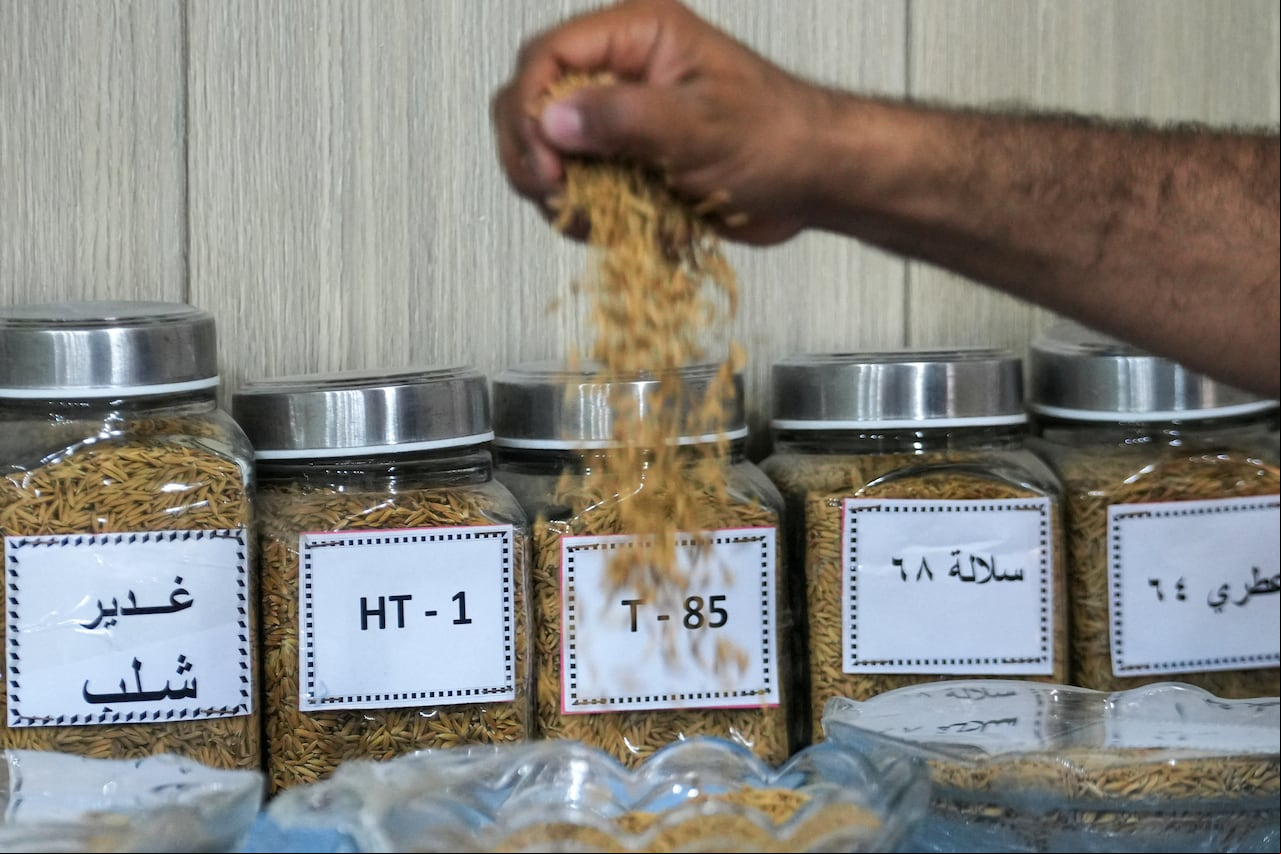 Un hombre exhibe diferentes variedades de arroz en una plantación de Mishkhab, en la provincia iraquí de Nayaf, el 8 de julio de 2024. Cuatro años consecutivos de sequía y escasez de lluvias han frenado la producción arrocera del país. Irak, que aún se recupera de años de guerra y caos, es uno de los cinco países más afectados por algunos efectos del cambio climático, según las Naciones Unidas. Los agricultores iraquíes desafían una sequía implacable utilizando semillas más resistentes y técnicas de riego que ahorran agua, además de recibir apoyo del Ministerio de Agricultura, cuyos expertos han estado desarrollando métodos innovadores para salvar la producción arrocera del país.