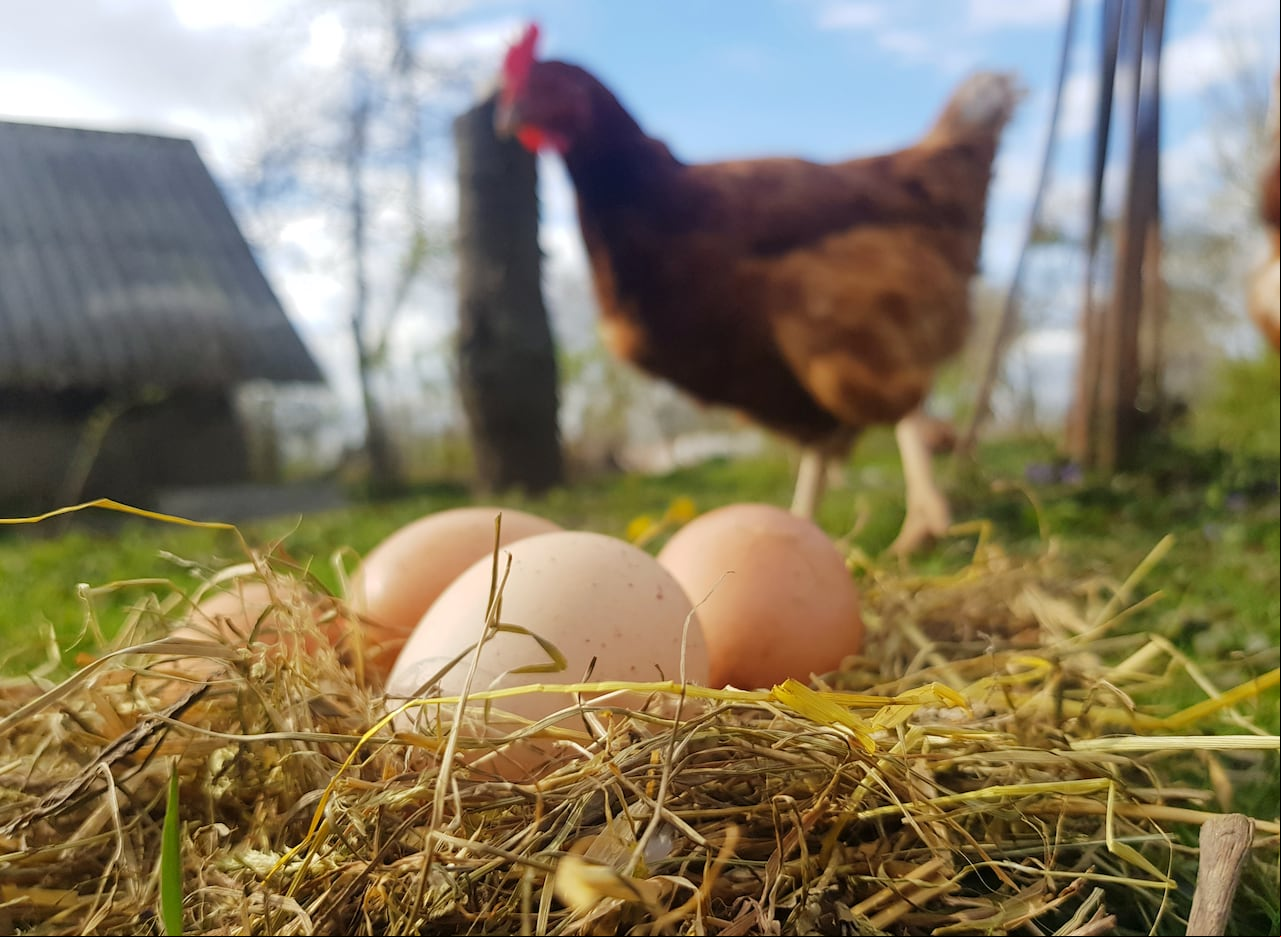 El dilema ancestral resuelto: ChatGPT nos ofrece una respuesta sobre la gallina y el huevo.