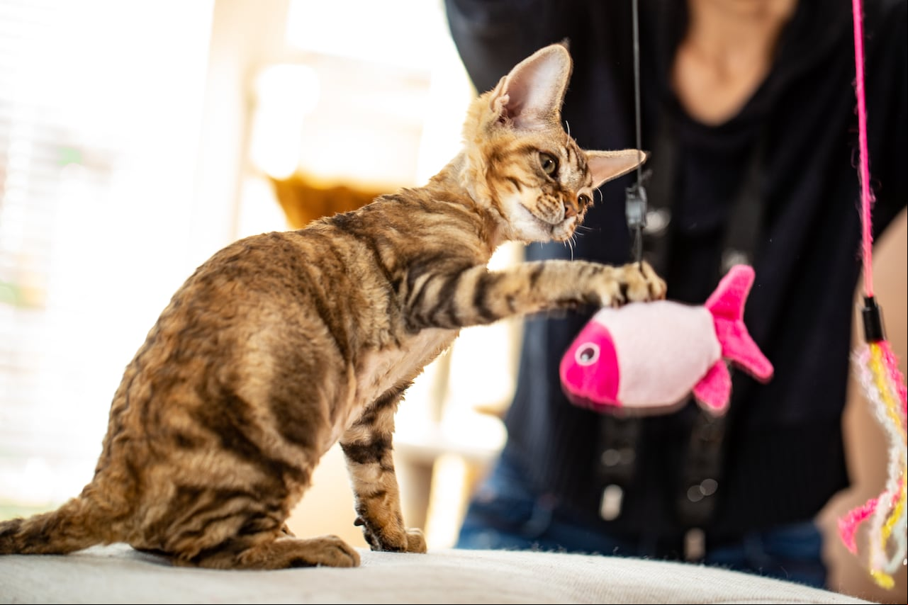 Estos son los tipos de juguetes que más le gustan a los gatos