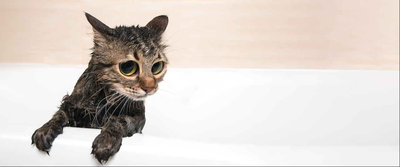 lindo gato en el baño después de la ducha. Gato recién bañado.