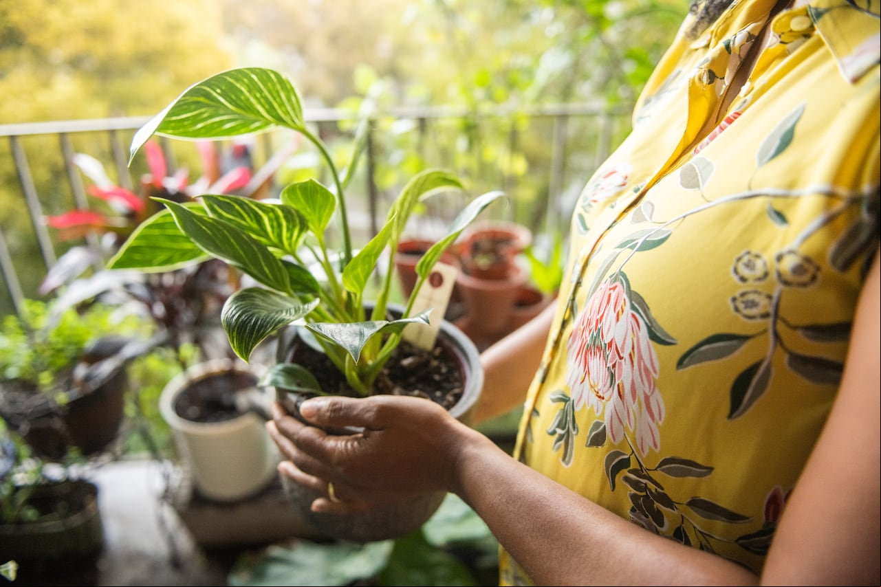 Más allá de la decoración: cómo el filodendro puede transformar su hogar según el feng shui.