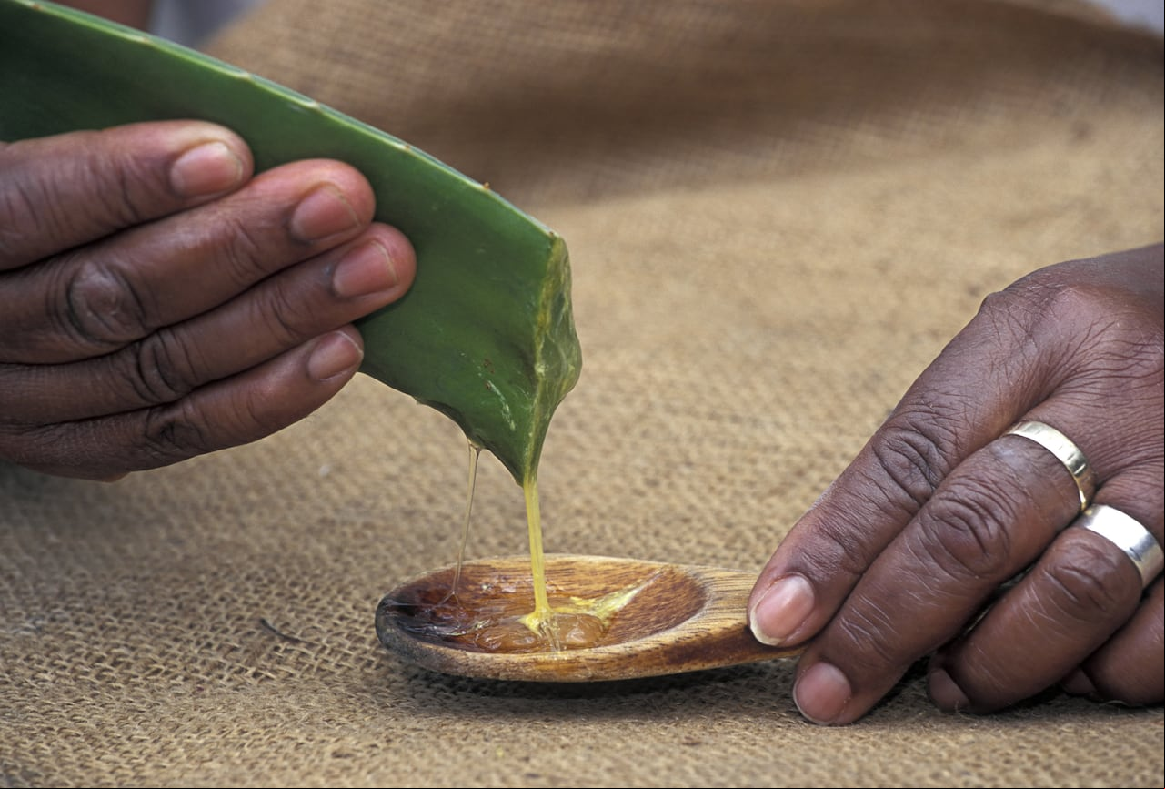 La aloe vera ayuda a limpiar el intestino grueso.