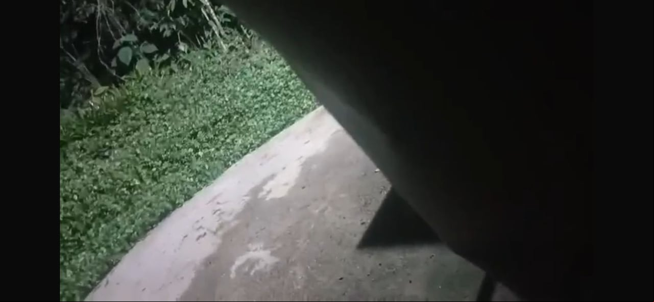 Imágenes compartidas en redes sociales muestran el momento en que habitantes de sectores cercanos a los Farallones de Cali se encuentran con los pumas.