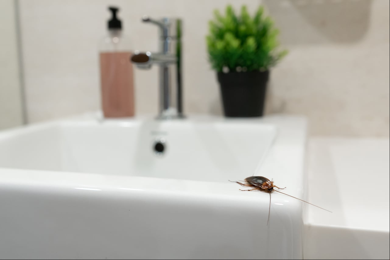 Por lo general, las cucarachas suele preferir el baño y la cocina ya que son lugares donde hay gran cantidad de residuos.