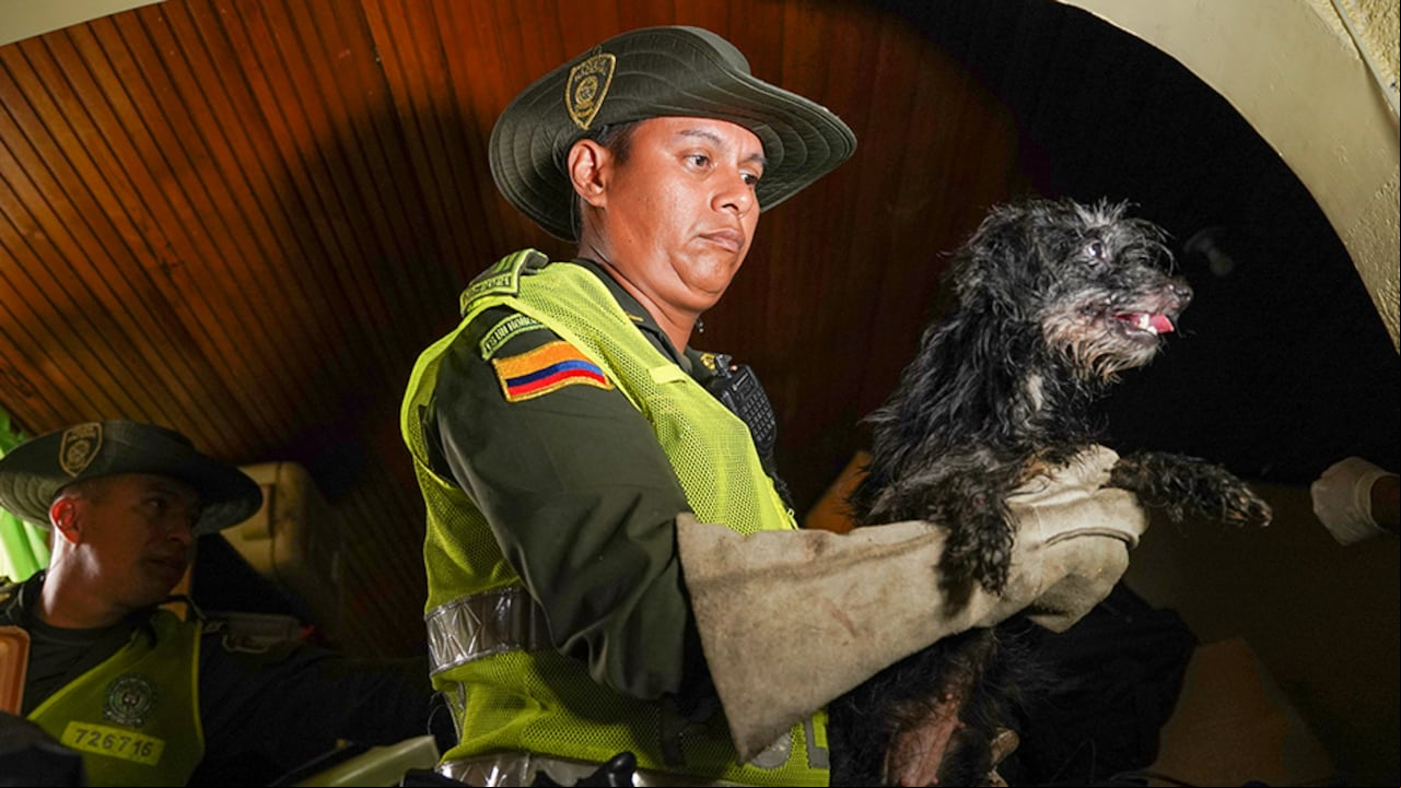 Fue capturada una mujer que mantenía encerrados a perros y gatos sin comida y sin agua en una casa del norte de Cali.