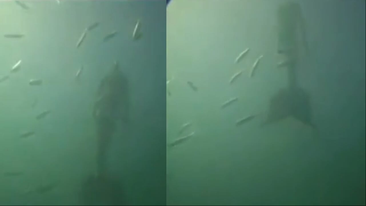 En un video viral de TikTok se observa lo que sería una sirena nadando. Aunque no se especifíca en que parte del Océano Pacífico fue vista ni la fecha de la grabación, muchos piensan que es real.