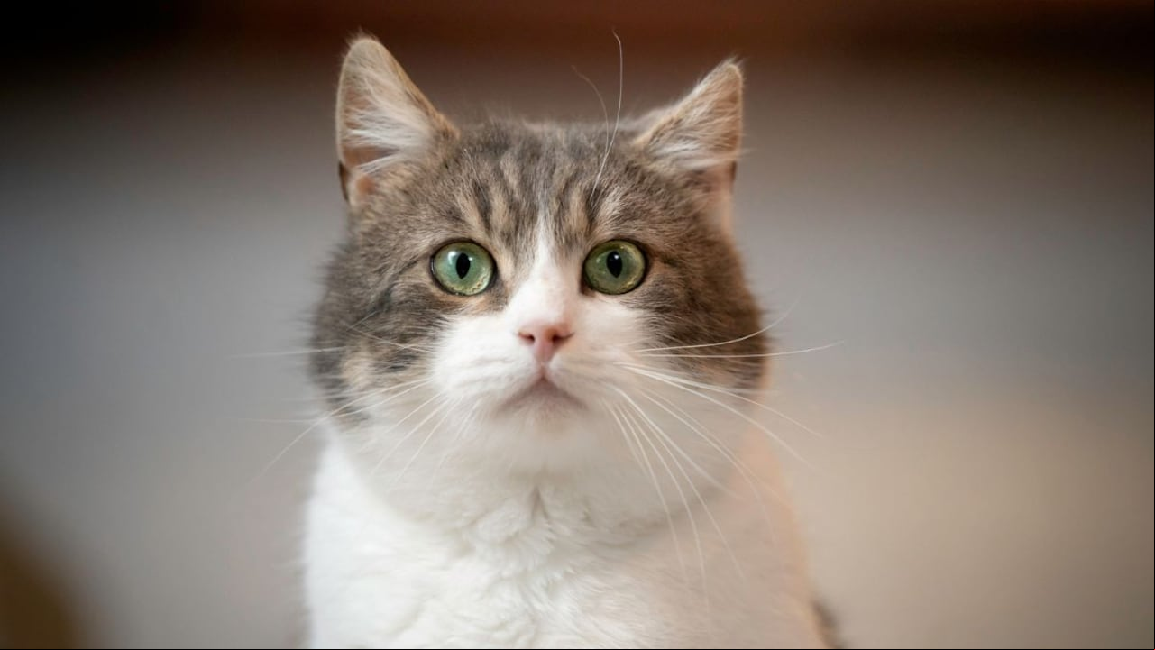 Lo que se debe hacer para que los gatos no se asusten con pólvora.