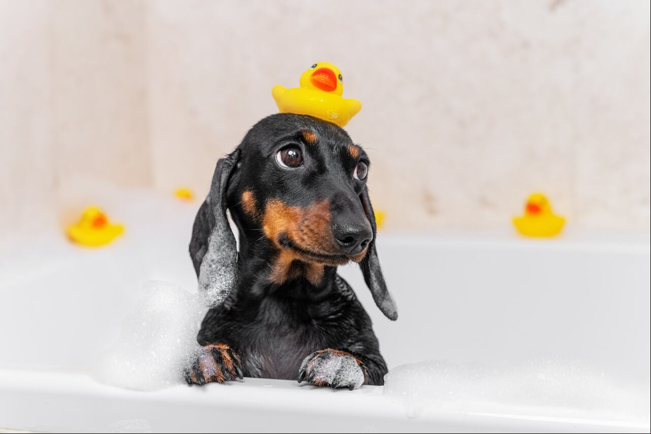 La edad adecuada para bañar a un perro puede variar según diversos factores, y en este artículo, exploraremos estas consideraciones clave.