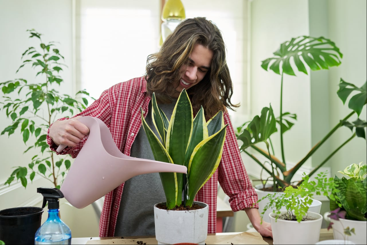 Los jardineros aficionados están optando cada vez más por métodos naturales y orgánicos para cuidar sus plantas de interior, y el jengibre se ha destacado como una opción versátil y efectiva.