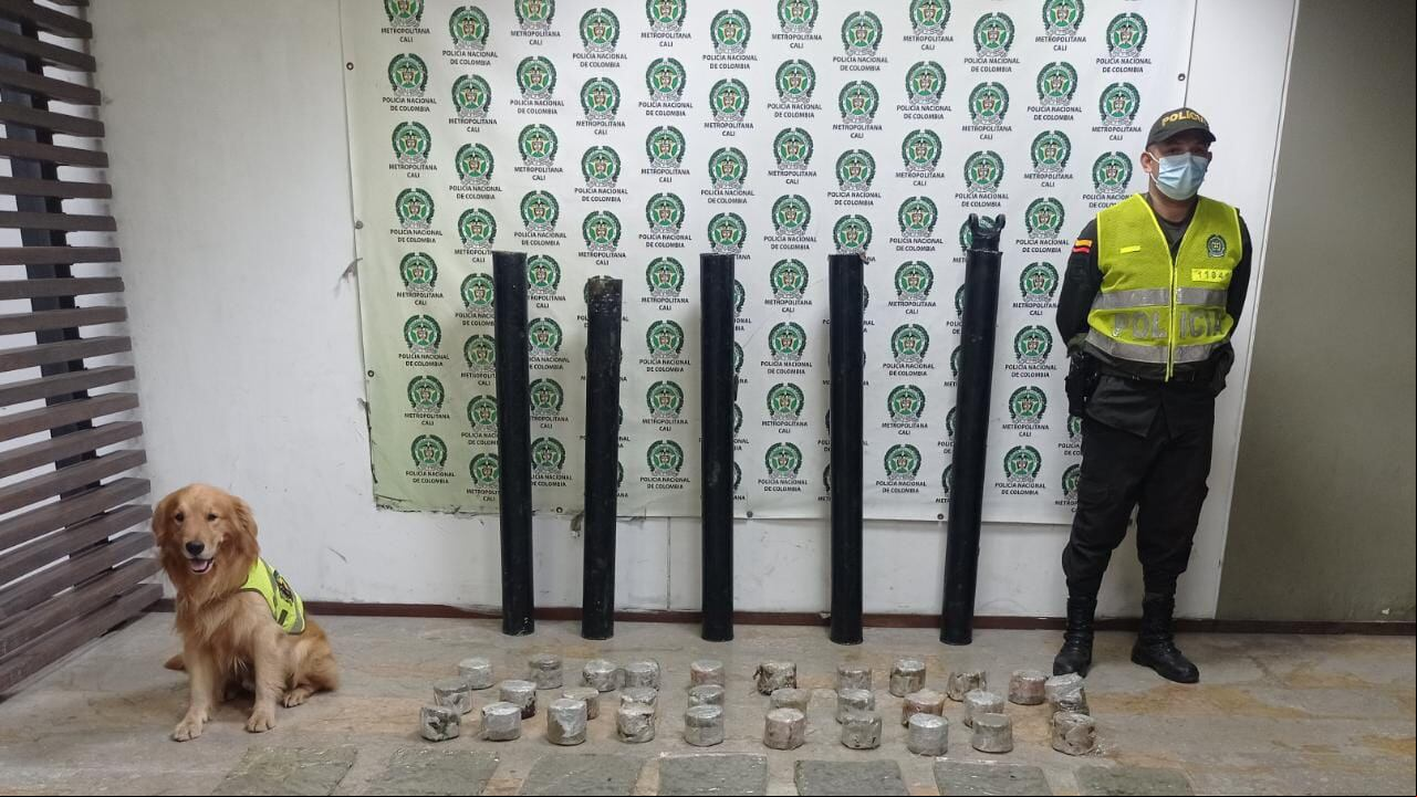 Toro es uno de los ocho caninos que presta su servicio a la Policía de Cali y junto a su guía lograron identificar 20000 gramos de marihuana en una falsa encomienda almacenada en Acopi, Yumbo.