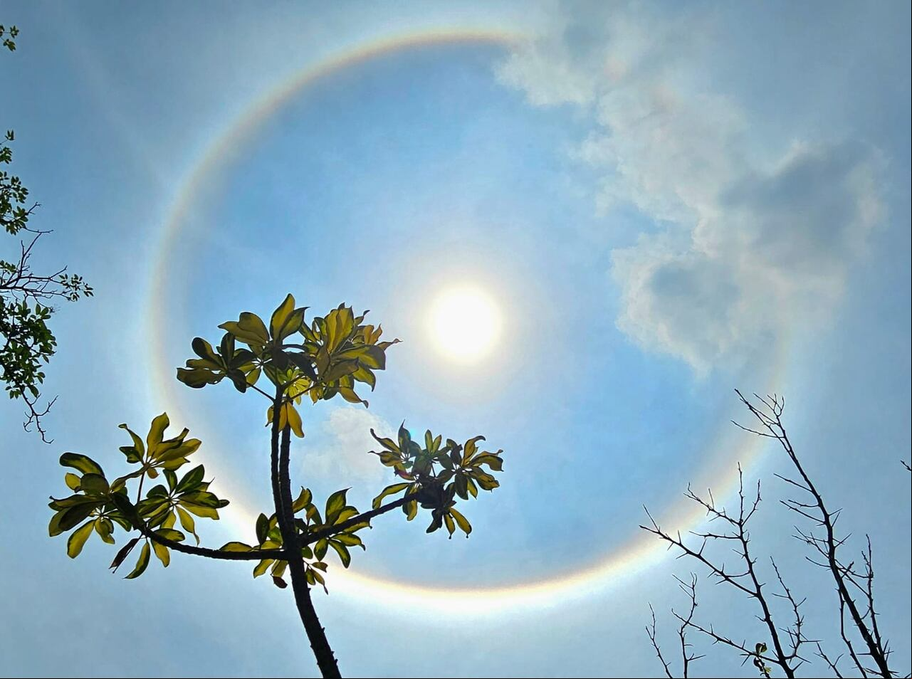 Halo solar en cali