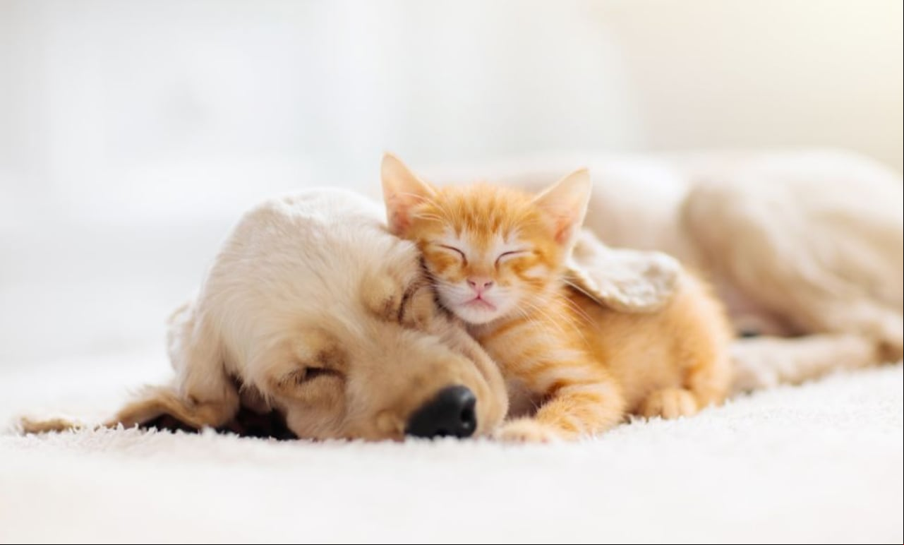 gato y perro