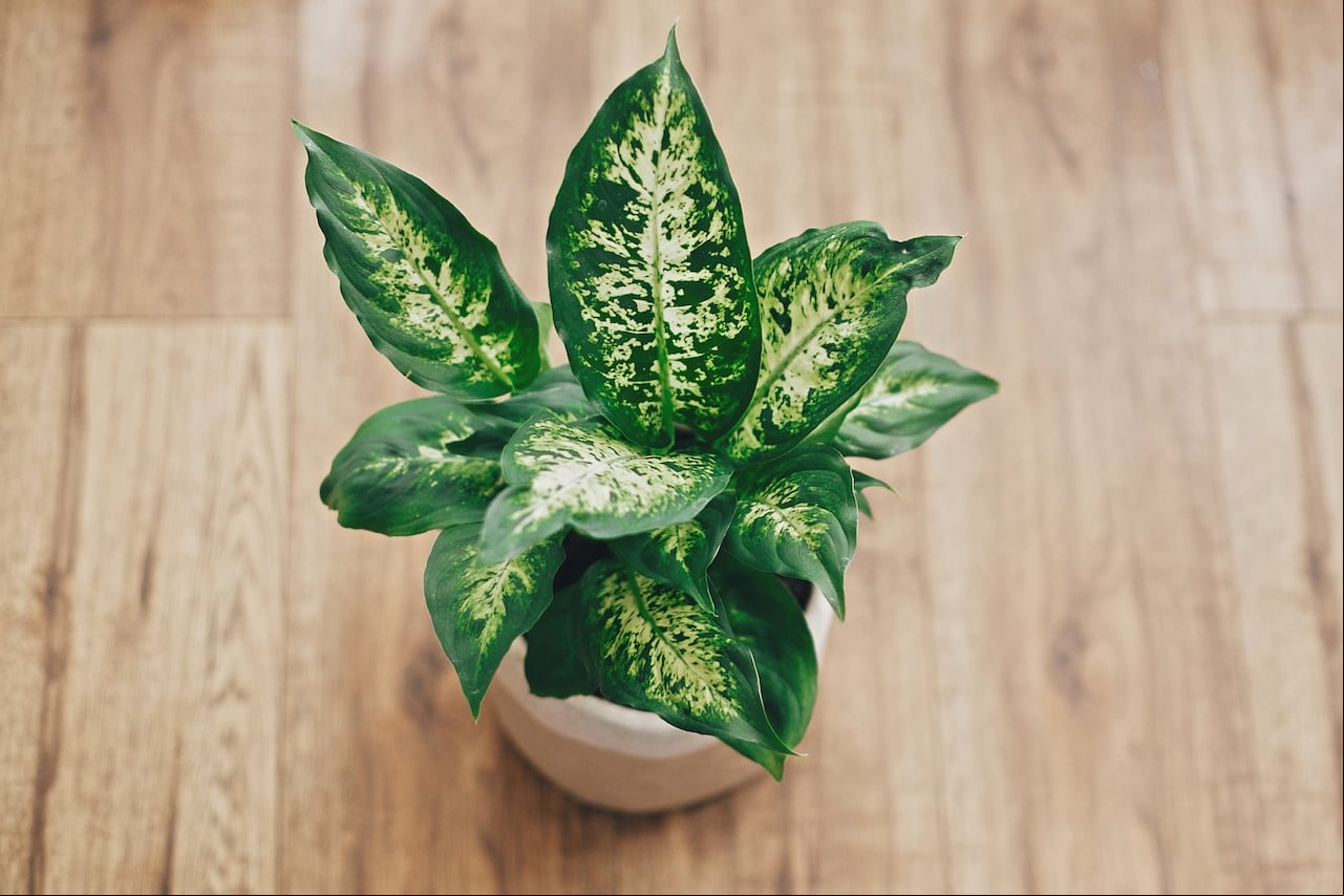 Esta planta es considerada tóxica para los animales.
