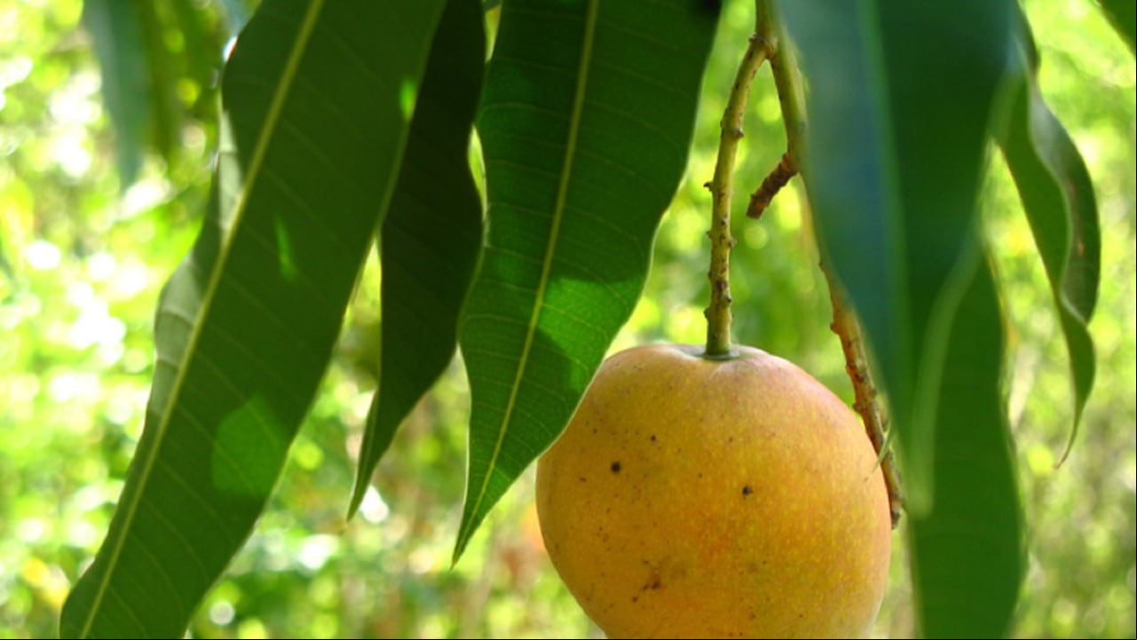 Hojas de mango
