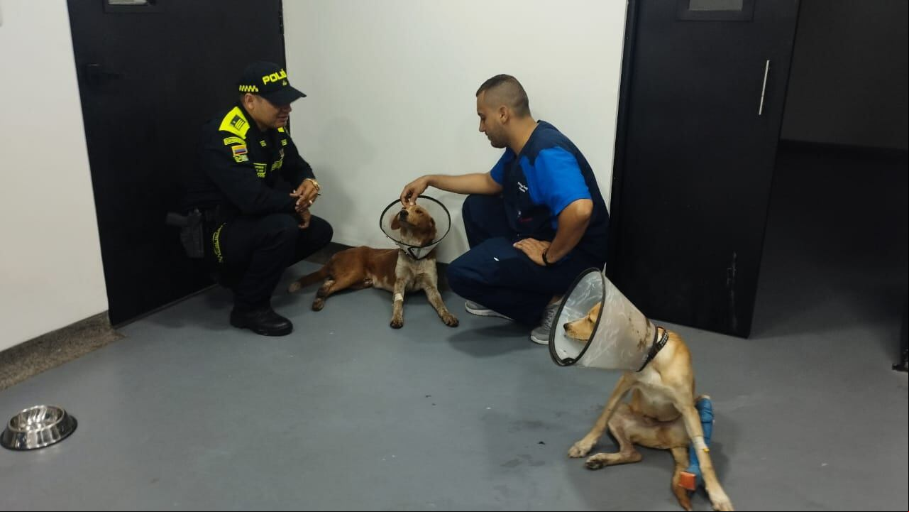 Firulais permanece hospitalizado por la grave lesión que un hombre le ocasionó.