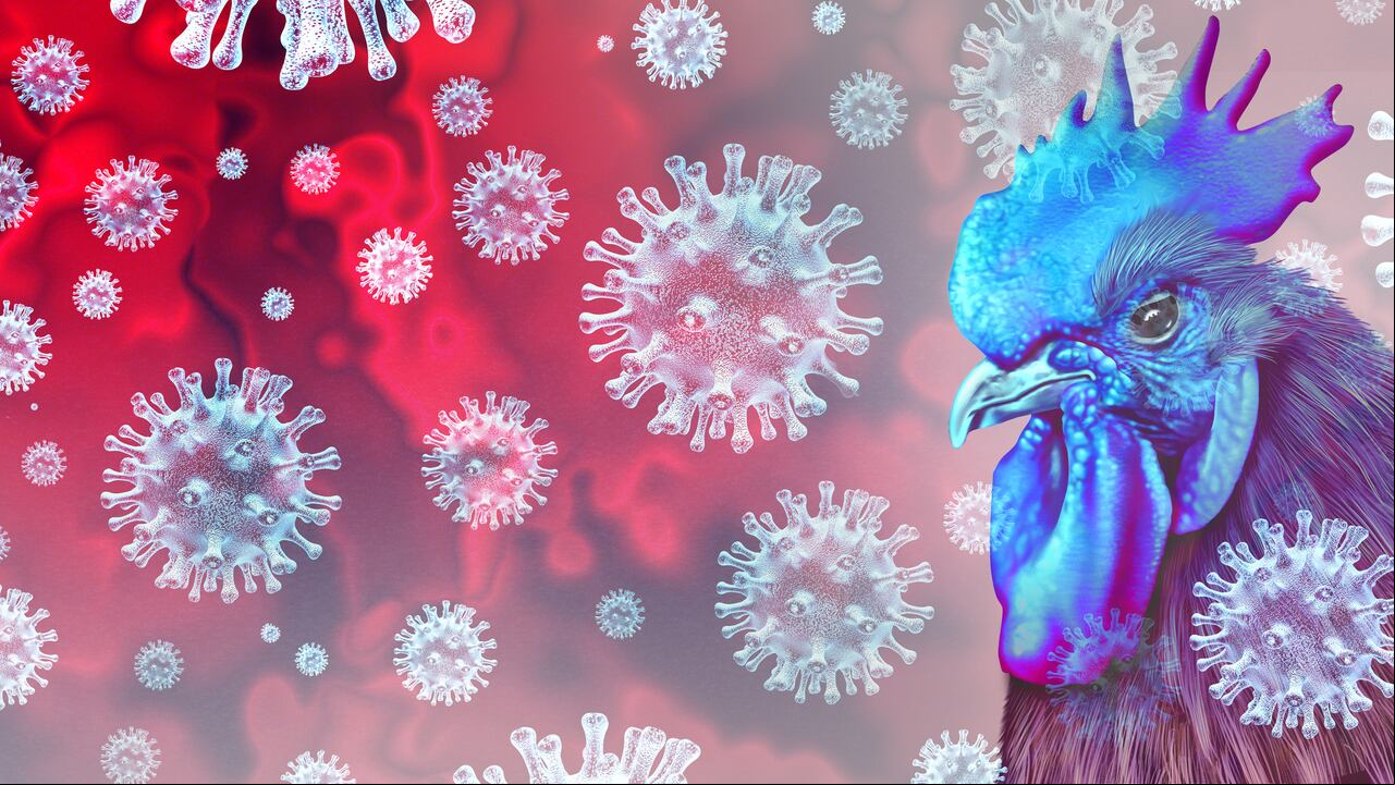 El virus de la gripe aviar es visto como un riesgo para la salud - ilustración 3D