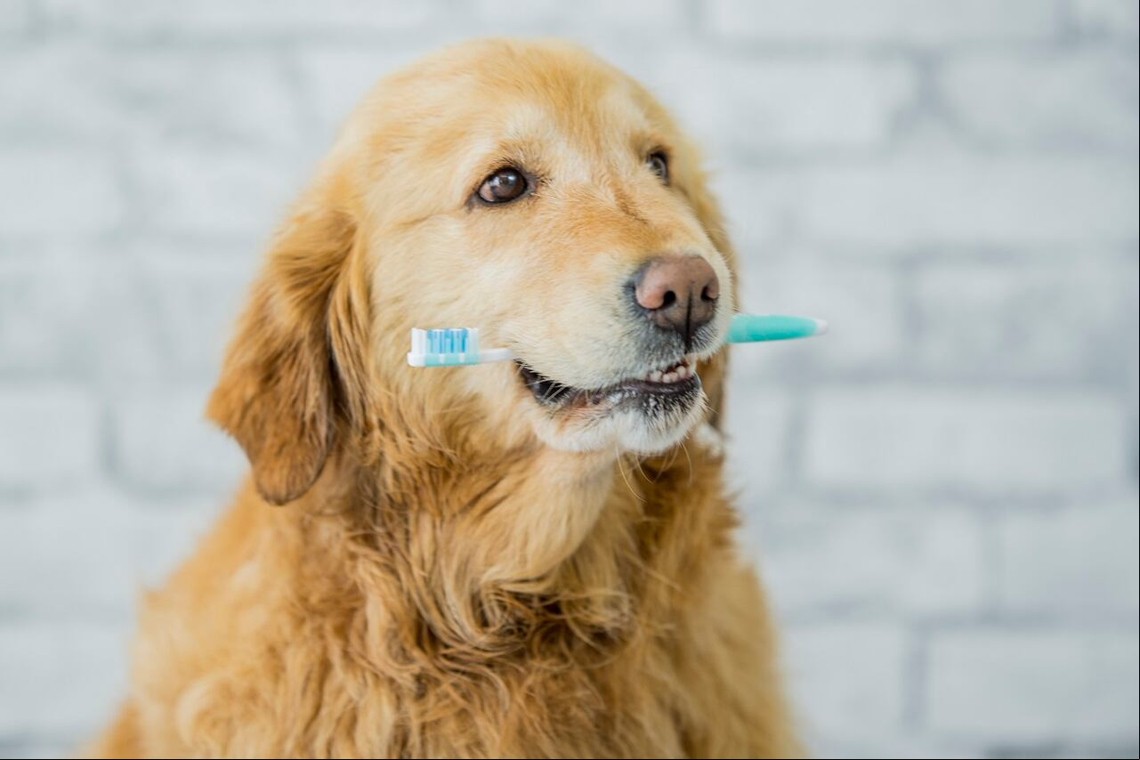 Higiene dental en los perros