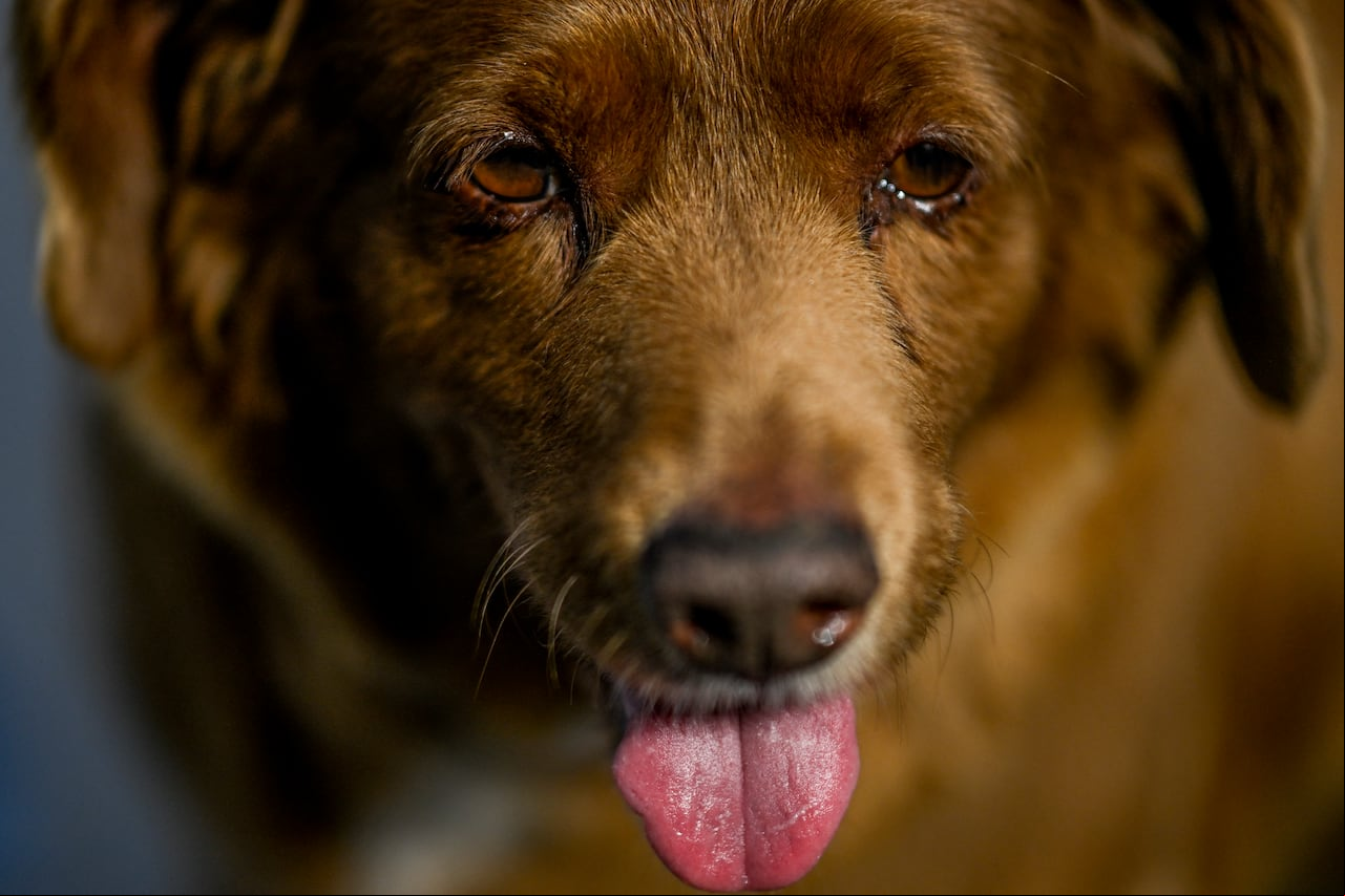 El perro más longevo de la historia