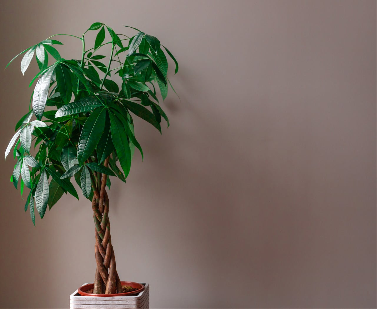 Se destaca la importancia de cuidar adecuadamente los objetos o elementos colocados detrás de la puerta, como el árbol del dinero, para maximizar su efectividad.