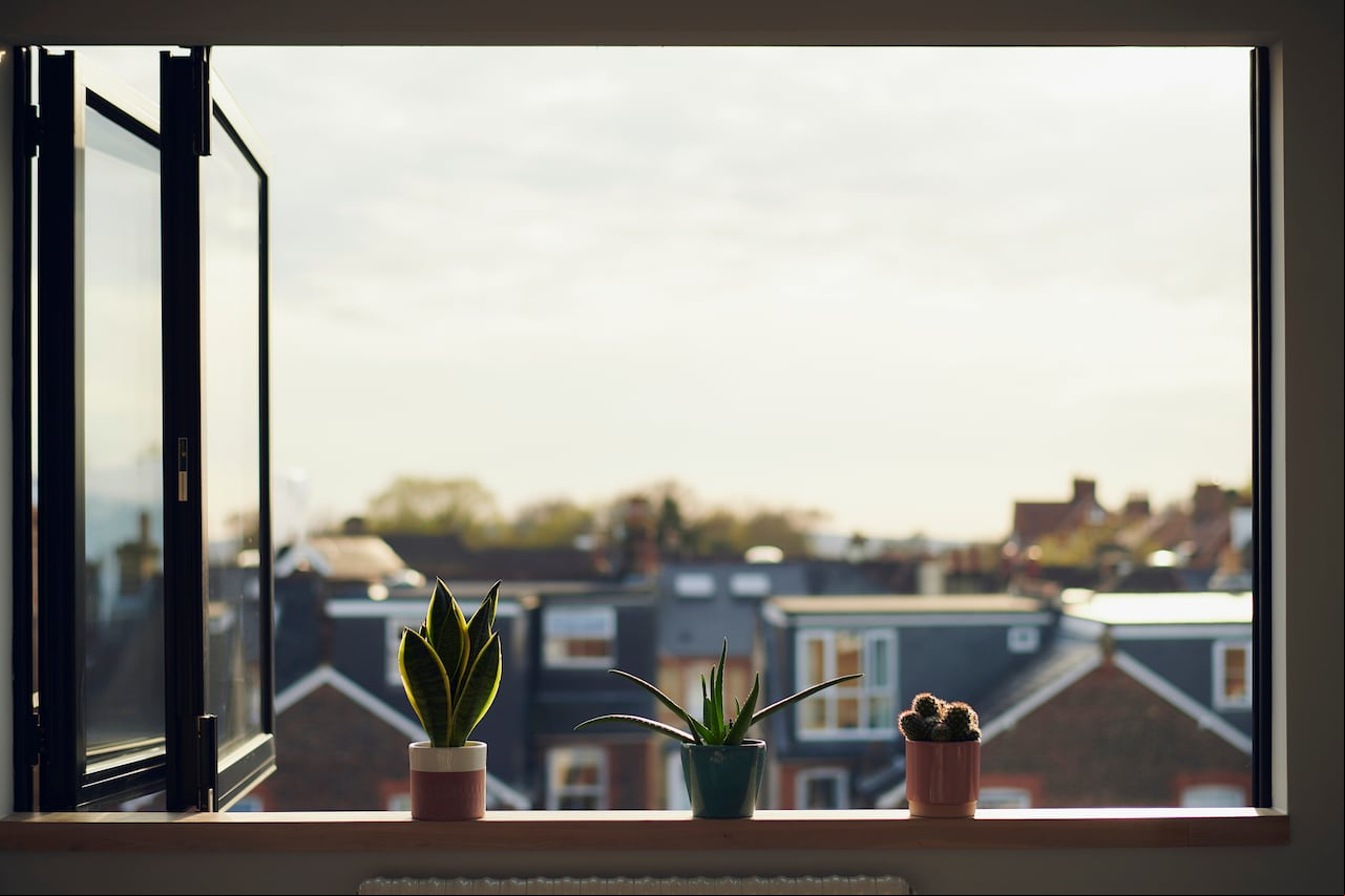 Feng Shui revelado: la floración de la lengua de suegra y sus implicaciones energéticas.