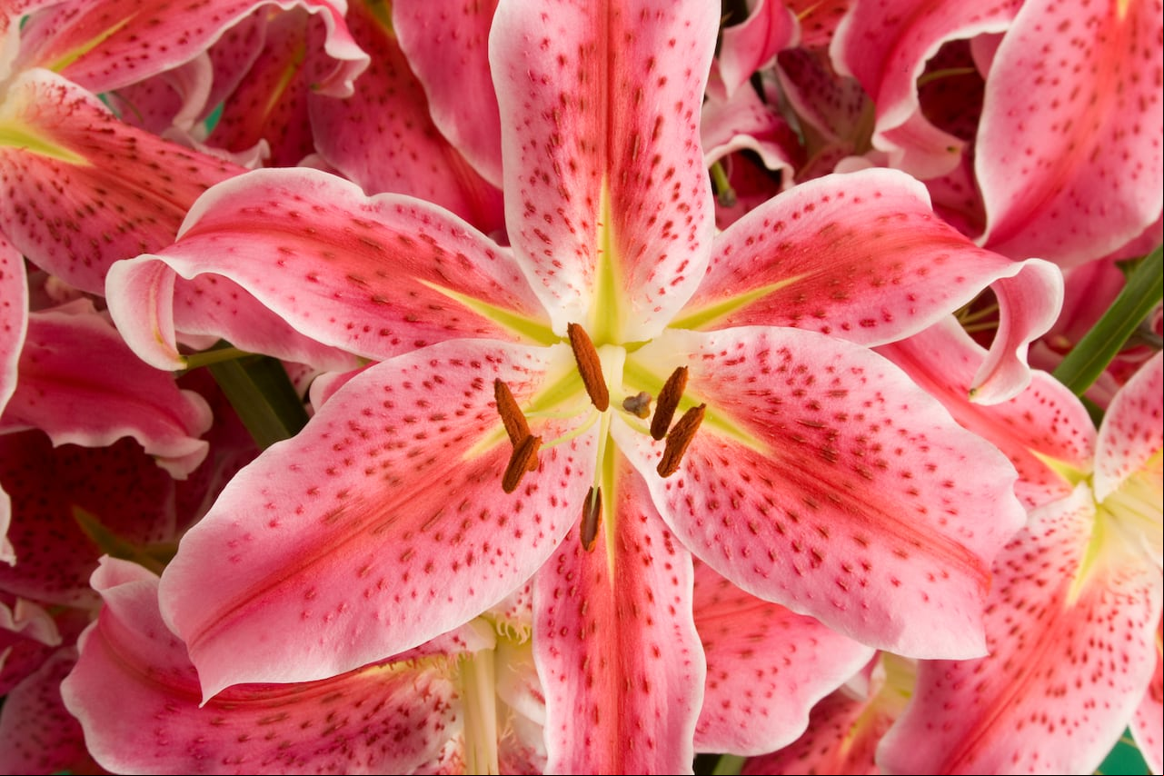 La magia de estas flores está esperando ser descubierta, y con los cuidados adecuados, los lirios florecerán para deslumbrar y deleitar a quienes los iren.