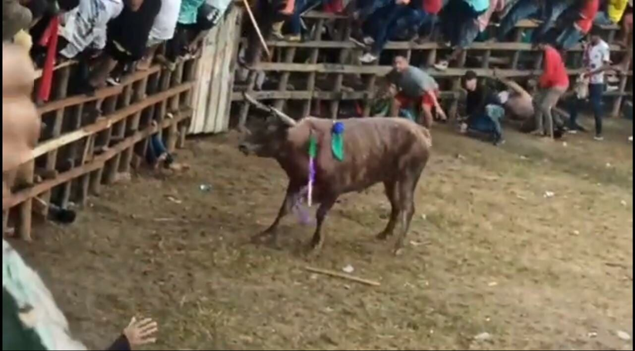 Los toros que participan en estos actos son heridos a muerte.