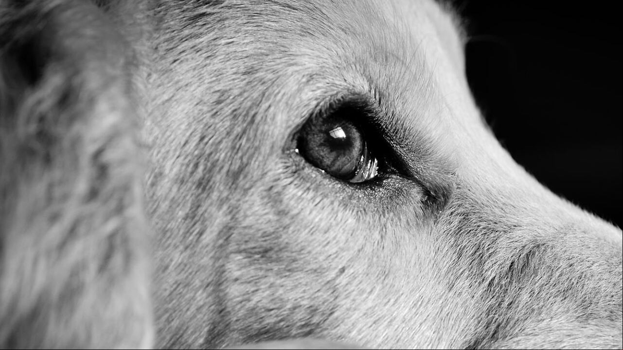 Un posible caso de maltrato animal se registró en el centro comercial Andino de Bogotá