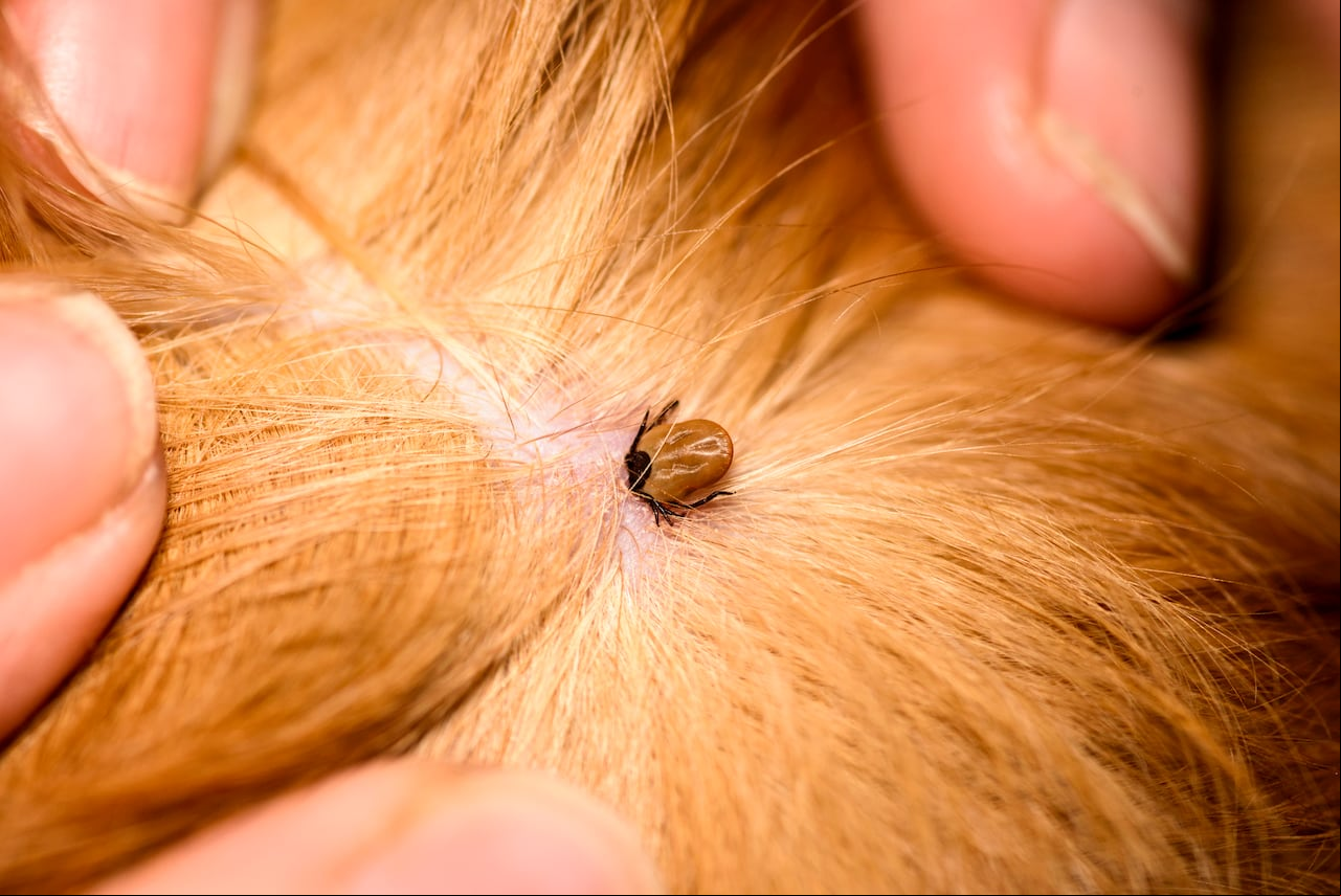 Desafíe a las garrapatas y proteja a su perro: aprenda técnicas probadas para eliminar sus huevos de forma segura.