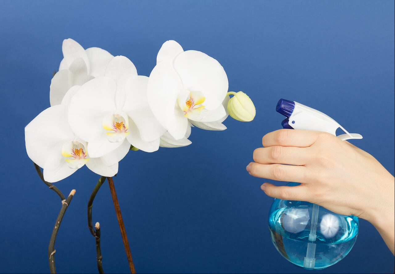 En el mundo de la jardinería, mantener las hojas de las orquídeas impecables puede ser un desafío, pero hay un truco casero que puede hacer maravillas para mejorar su apariencia.