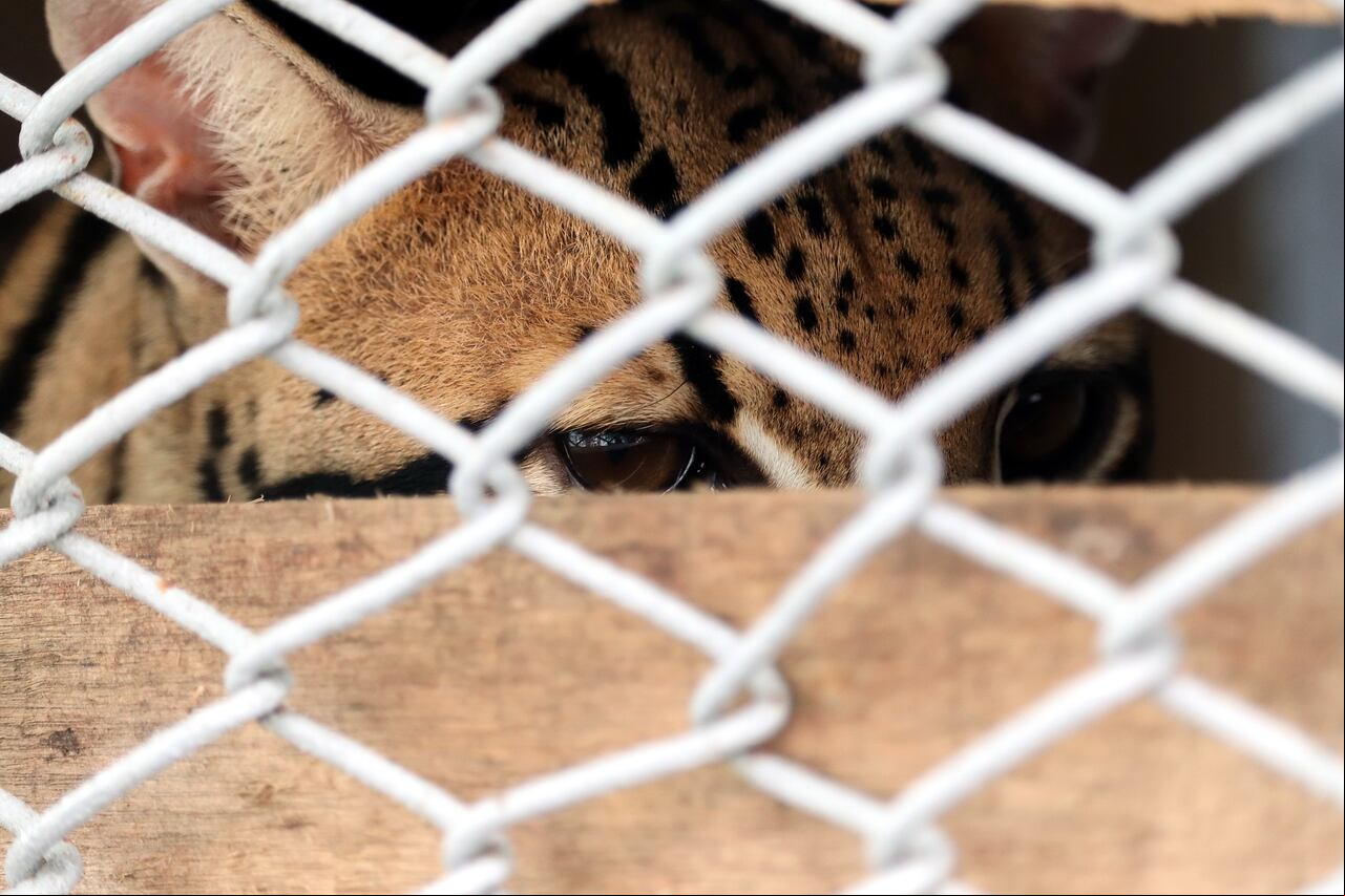 El Centro de Bienestar Animal y Atención a Fauna del DAGMA recibe a diario animales víctimas del tráfico de especies.