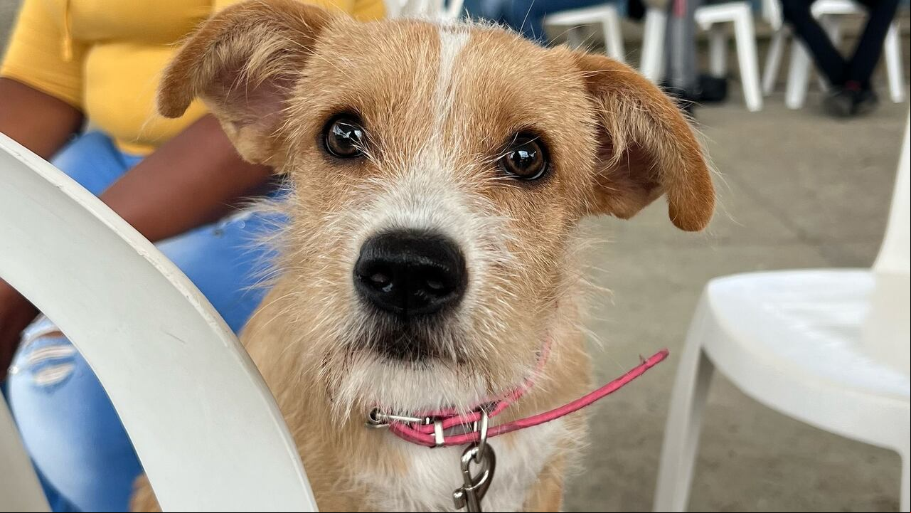 Jornada de adopción en Cali
