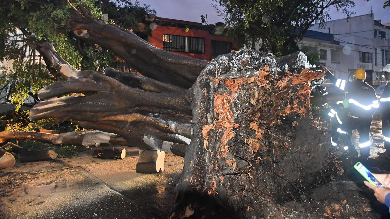 Cali: Árbol caído por fuerte lluvia en el norte de la ciudad. foto José L Guzmán. EL País.