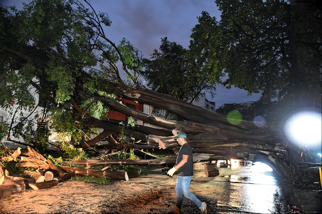 Cali: Árbol caído por fuerte lluvia en el norte de la ciudad. foto José L Guzmán. EL País.