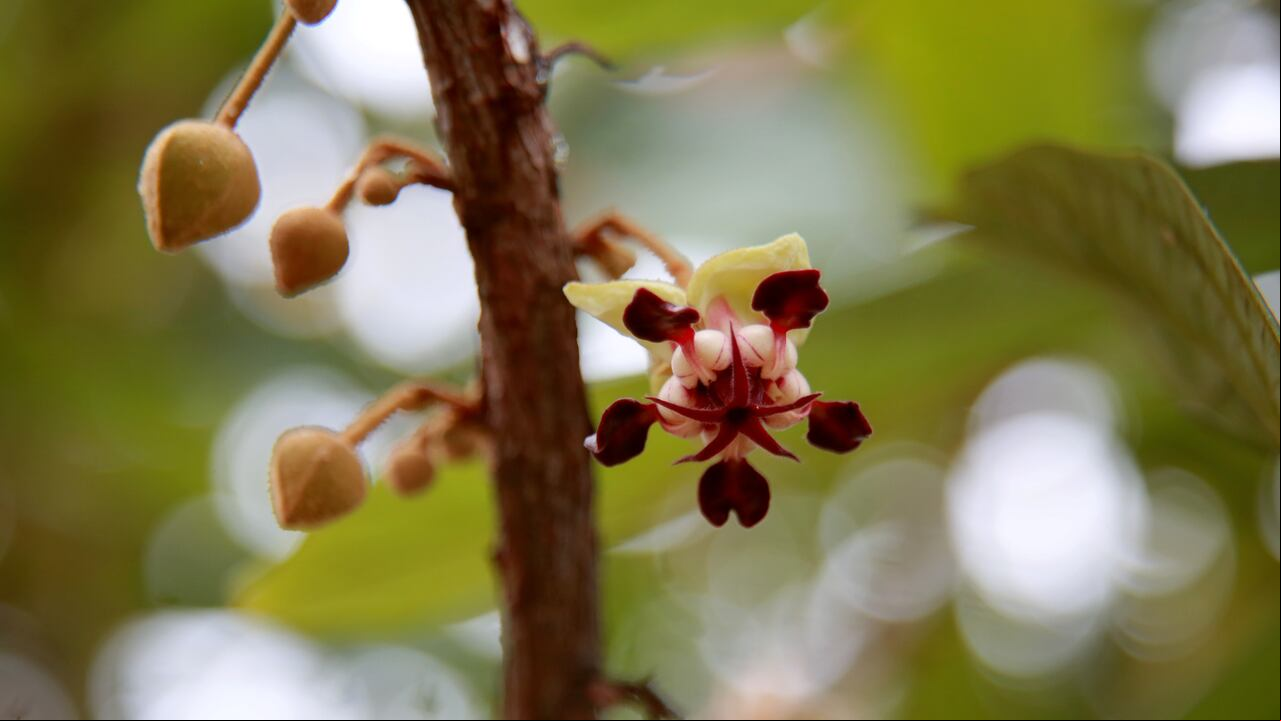 NO USAR; USO EXCLUSIVO MEJOR COLOMBIA, Especial Salud Estética, Natura
