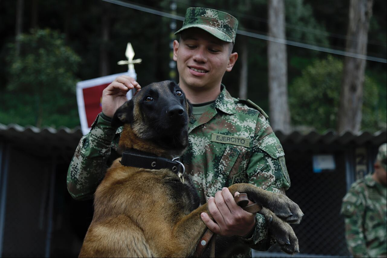 Durante el entrenamiento, se utiliza el refuerzo positivo para recompensar y motivar a los perros rescatistas. Esto implica recompensarlos con elogios, caricias o premios cuando obedecen órdenes correctamente.