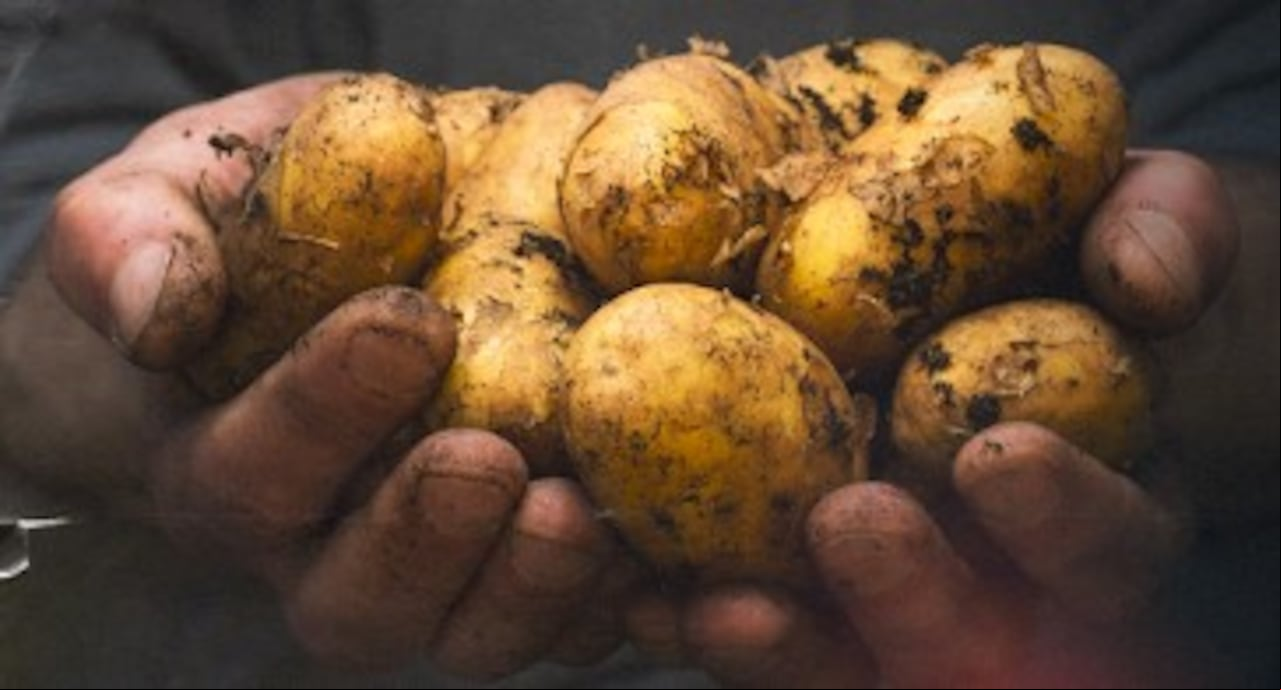 Papa y nutriciones