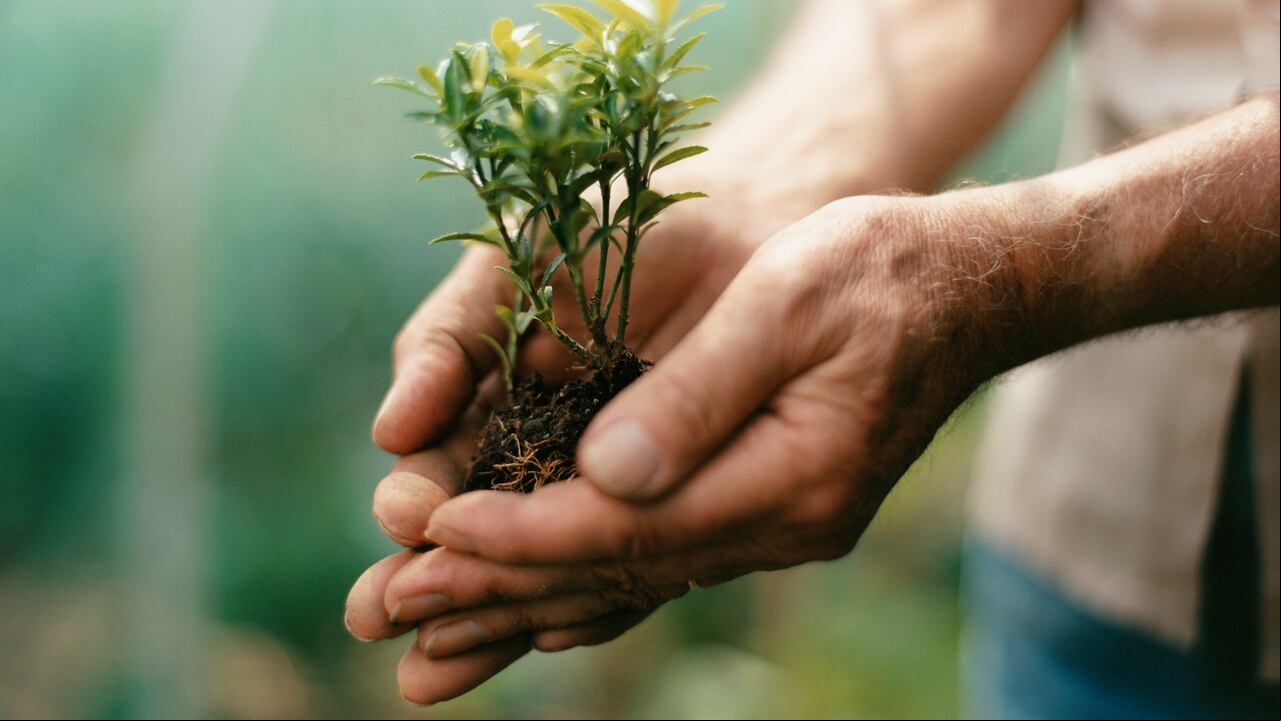 Conozca algunas de las razones que ocasionan que sus plantas no florezcan.